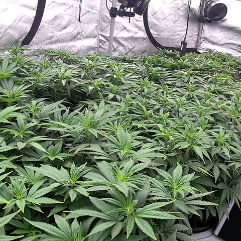 ChemDog  #2 growlog timeline photo