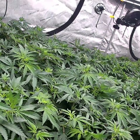 ChemDog  #2 growlog timeline photo