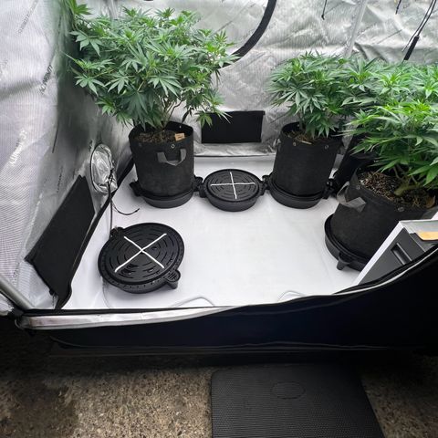 ChemDog  #2 growlog timeline photo