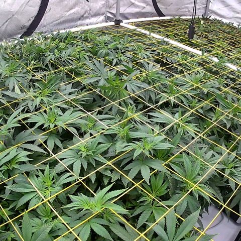 ChemDog  #2 growlog timeline photo