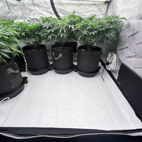 ChemDog  #2 growlog timeline photo