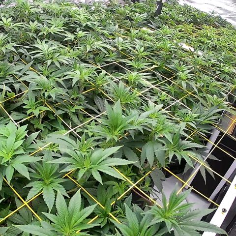 ChemDog  #2 growlog timeline photo