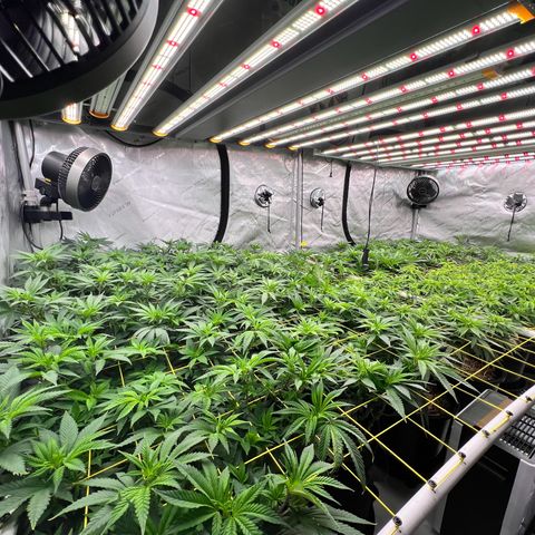 ChemDog  #2 growlog timeline photo