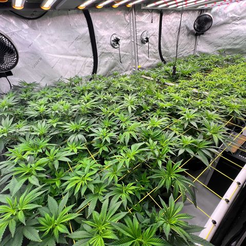 ChemDog  #2 growlog timeline photo
