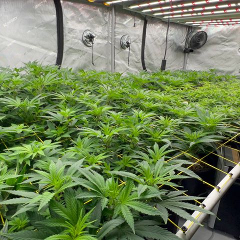 ChemDog  #2 growlog timeline photo
