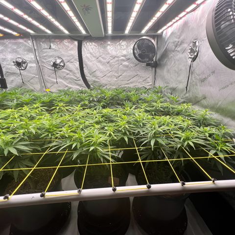 ChemDog  #2 growlog timeline photo