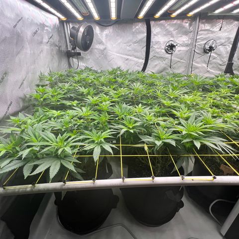ChemDog  #2 growlog timeline photo