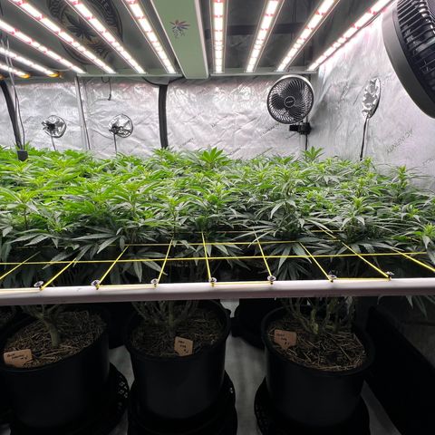 ChemDog  #2 growlog timeline photo