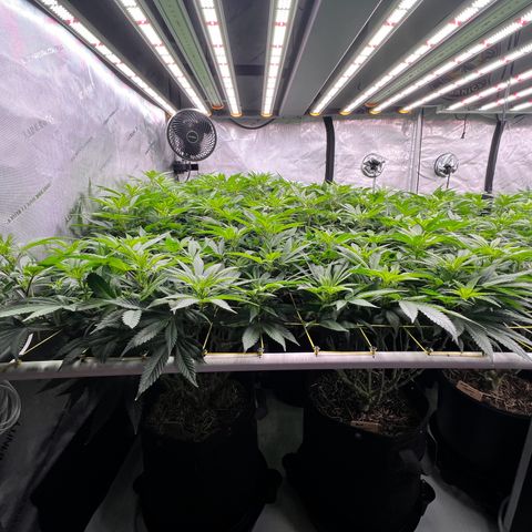 ChemDog  #2 growlog timeline photo