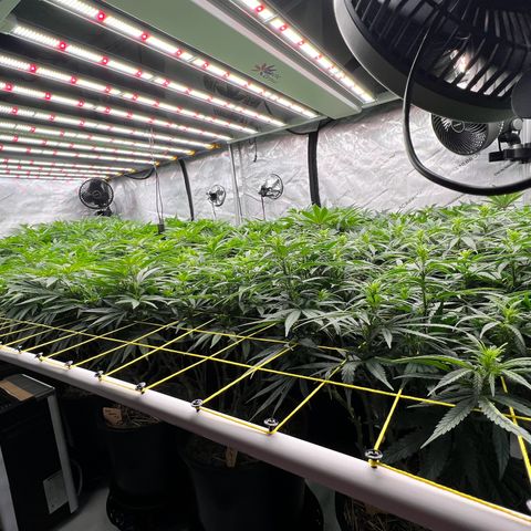 ChemDog  #2 growlog timeline photo