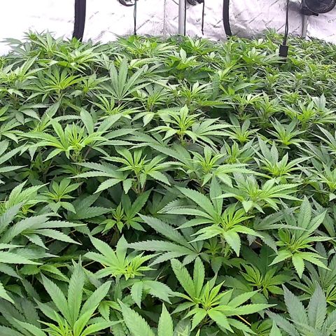 ChemDog  #2 growlog timeline photo