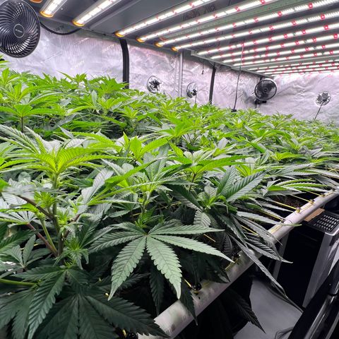 ChemDog  #2 growlog timeline photo