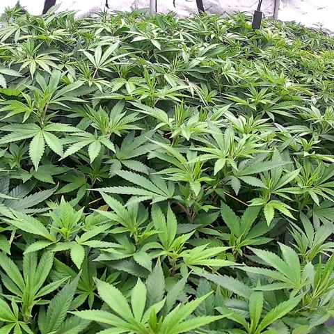 ChemDog  #2 growlog timeline photo