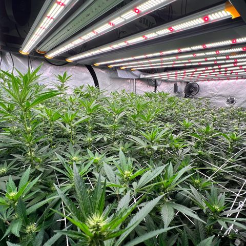 ChemDog  #2 growlog timeline photo