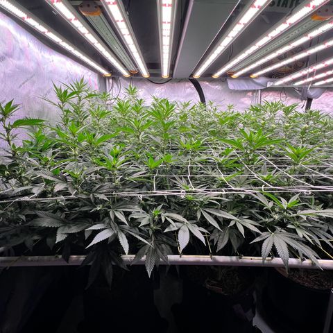 ChemDog  #2 growlog timeline photo