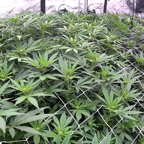 ChemDog  #2 growlog timeline photo