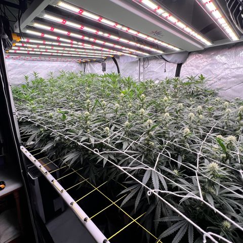 ChemDog  #2 growlog timeline photo