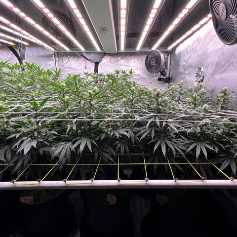ChemDog  #2 growlog timeline photo