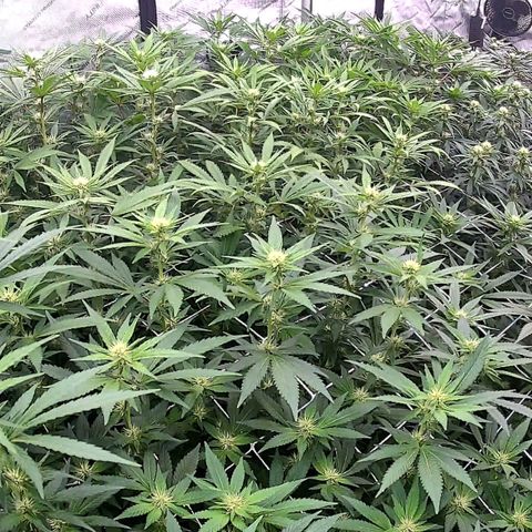 ChemDog  #2 growlog timeline photo