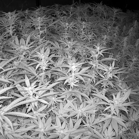 ChemDog  #2 growlog timeline photo