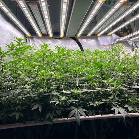 ChemDog  #2 growlog timeline photo
