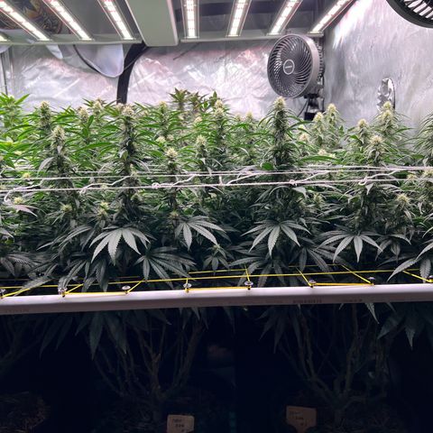 ChemDog  #2 growlog timeline photo