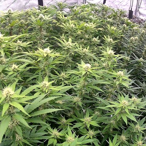 ChemDog  #2 growlog timeline photo