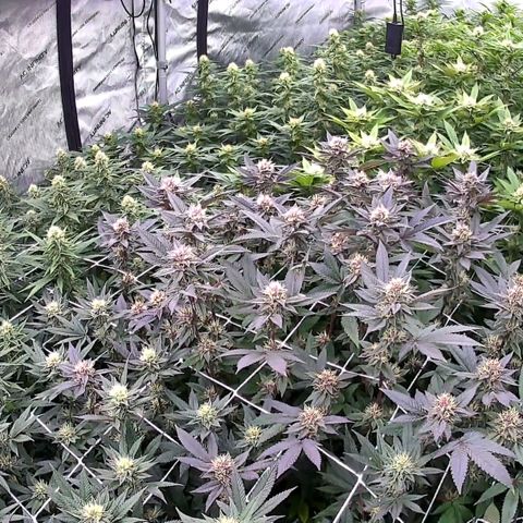 ChemDog  #2 growlog timeline photo