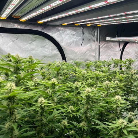 ChemDog  #2 growlog timeline photo