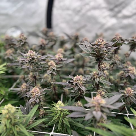 ChemDog  #2 growlog timeline photo