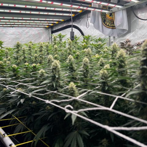 ChemDog  #2 growlog timeline photo