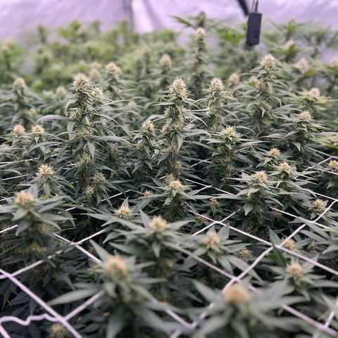 ChemDog  #2 growlog timeline photo
