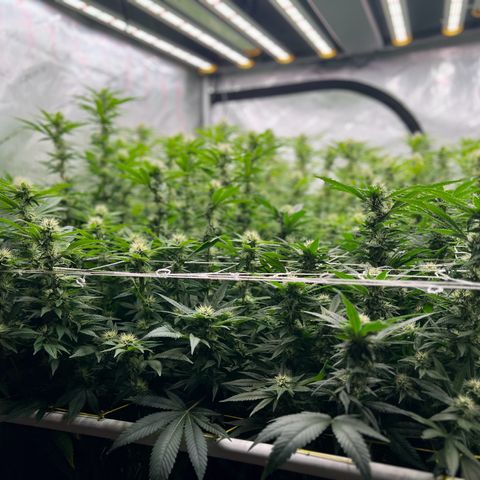 ChemDog  #2 growlog timeline photo