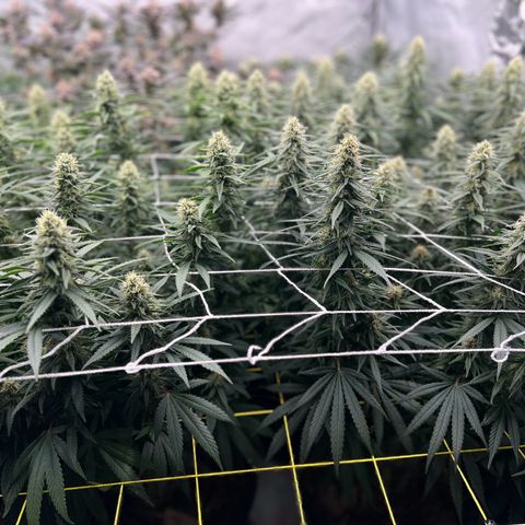 ChemDog  #2 growlog timeline photo
