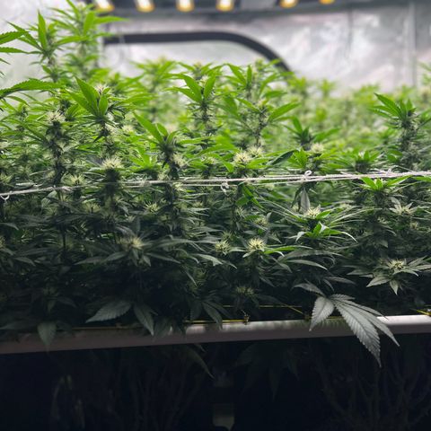 ChemDog  #2 growlog timeline photo