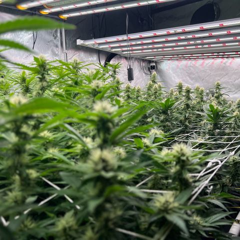 ChemDog  #2 growlog timeline photo