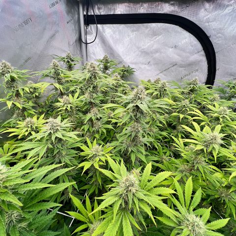 ChemDog  #2 growlog timeline photo