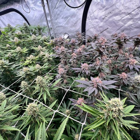 ChemDog  #2 growlog timeline photo