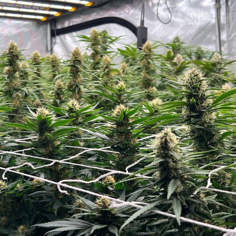 ChemDog  #2 growlog timeline photo
