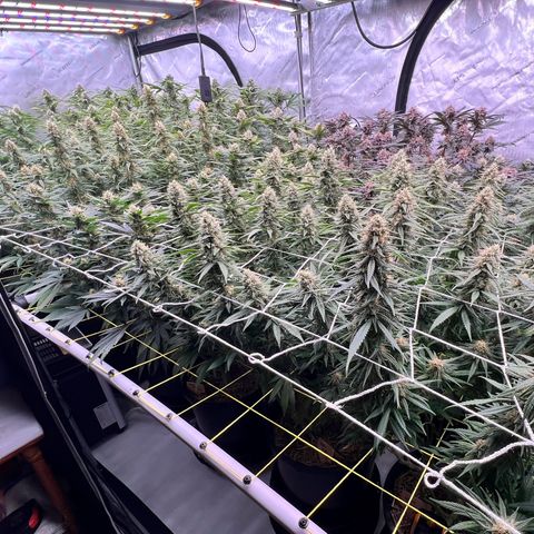 ChemDog  #2 growlog timeline photo