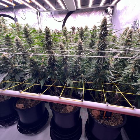ChemDog  #2 growlog timeline photo