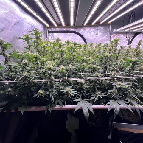 ChemDog  #2 growlog timeline photo
