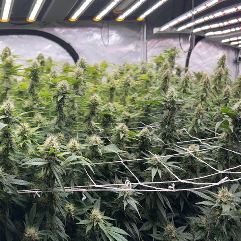 ChemDog  #2 growlog timeline photo