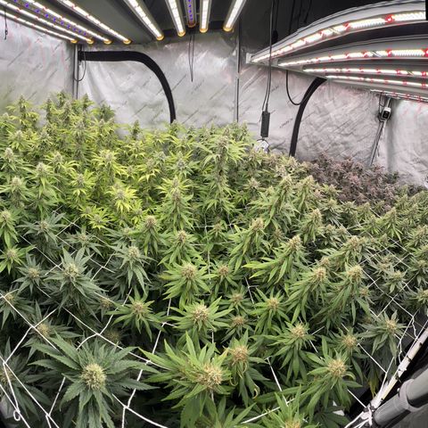 ChemDog  #2 growlog timeline photo