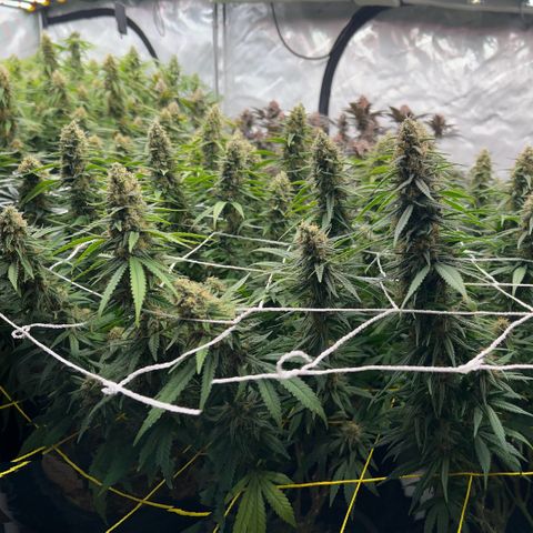 ChemDog  #2 growlog timeline photo