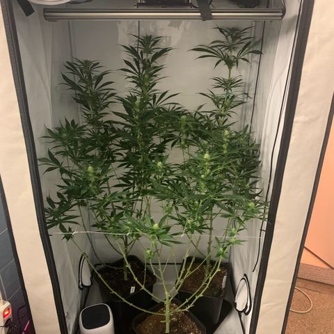Dance World growlog timeline photo
