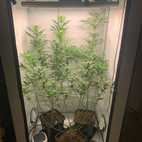 Dance World growlog timeline photo