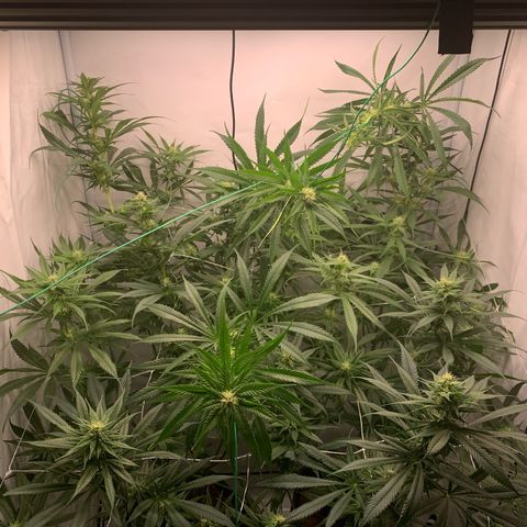 Dance World growlog timeline photo