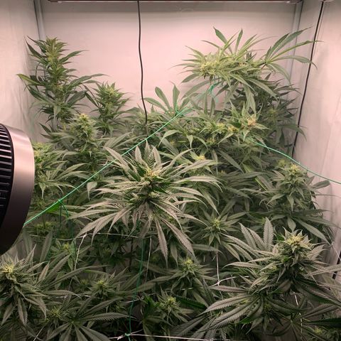 Dance World growlog timeline photo