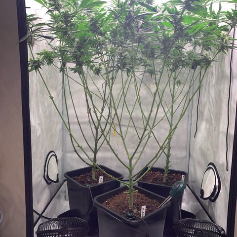 Dance World growlog timeline photo